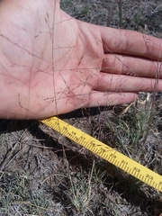Muhlenbergia torreyi