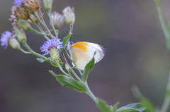 Mylothris rueppellii