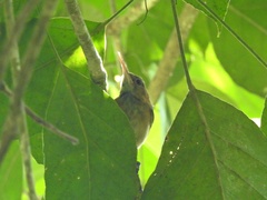 Ramphocaenus melanurus