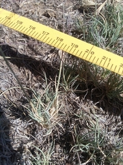 Muhlenbergia torreyi