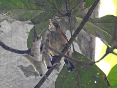 Ramphocaenus melanurus