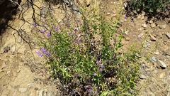 Penstemon spectabilis spectabilis
