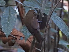 Schiffornis stenorhyncha