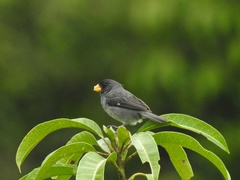 Grey Seedeater photo 3