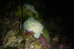 Diaulula punctuolata