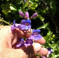 Penstemon spectabilis spectabilis