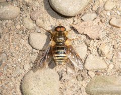 Goniops chrysocoma