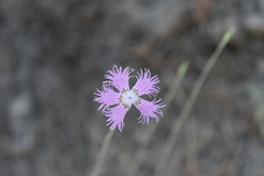 Dianthus broteri