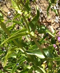 Penstemon spectabilis spectabilis