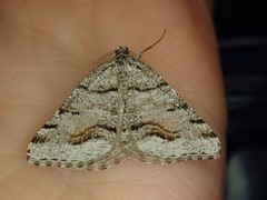 Macaria colata
