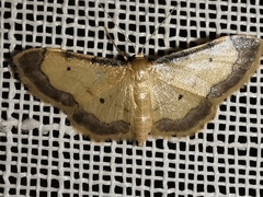 Idaea politaria