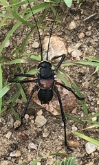 Acanthoplus