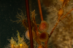 Sycozoa gaimardi