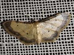 Idaea politaria