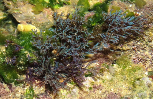 Hypnea pannosa