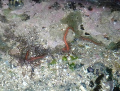 Ophiotrichidae