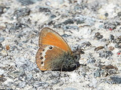 Coenonympha gardetta darwiniana