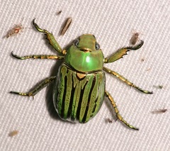 Chrysina gloriosa