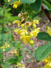 Berberis canadensis
