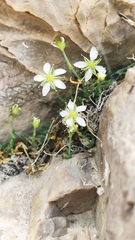 Moehringia glaucovirens