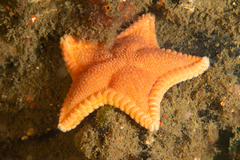 Odontaster penicillatus