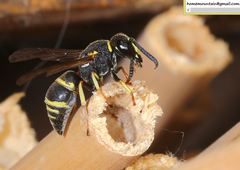 Euodynerus nipanicus nipanicus