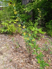 Berberis canadensis