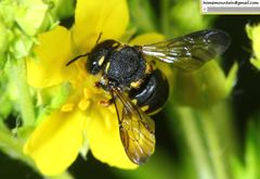 Anthidiellum boreale