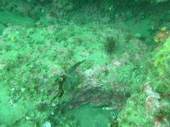 Sebastes oculatus