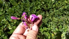 Penstemon spectabilis spectabilis