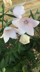 Platycodon grandiflorus