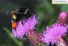 Bombus ganjsuensis