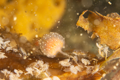 Sycozoa gaimardi