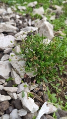 Hornungia pauciflora