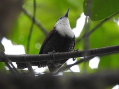 Pheugopedius fasciatoventris