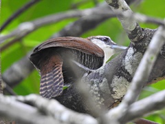 Pheugopedius fasciatoventris