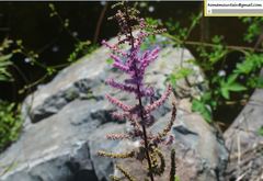 Astilbe rubra