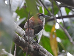 Pheugopedius fasciatoventris