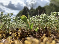 Scleranthus perennis
