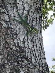 Anolis equestris