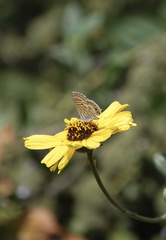 Leptotes marina