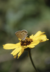 Leptotes marina