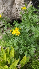 Senecio squalidus rupestris