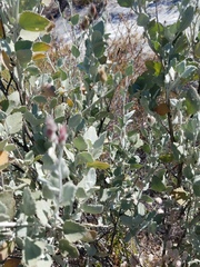 Malacothamnus gracilis