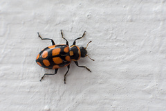 Eriopis serrai
