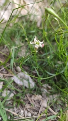 Silene saxifraga