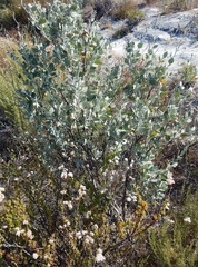 Malacothamnus gracilis