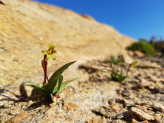 Freesia viridis