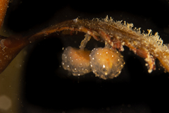 Sycozoa gaimardi