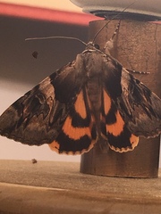 Catocala fulminea